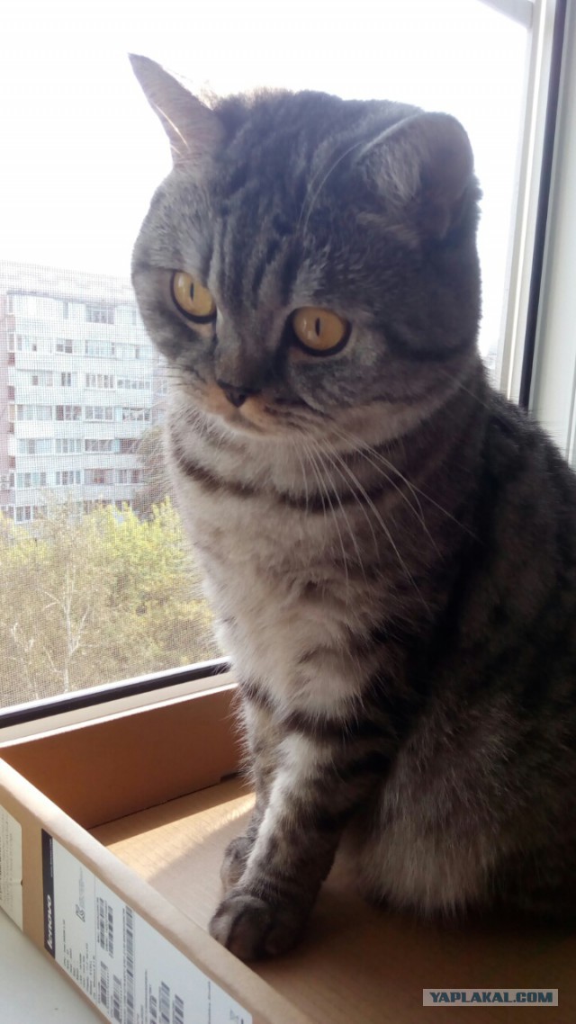 Раз уж наступил Котовторник, то вот мои кошаки.