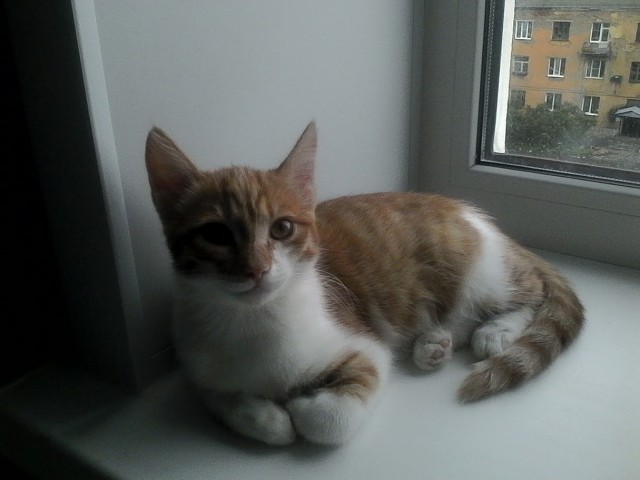 Котовторник 30.08.2016