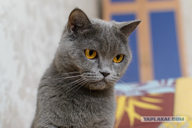 Покажи свою киску?