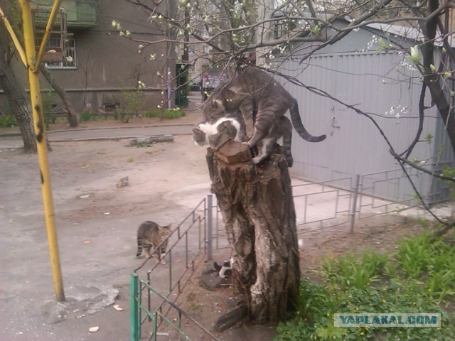 Кошкин день