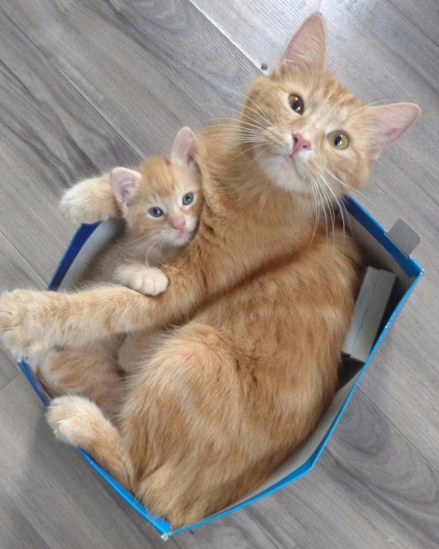 Коты и Кошки