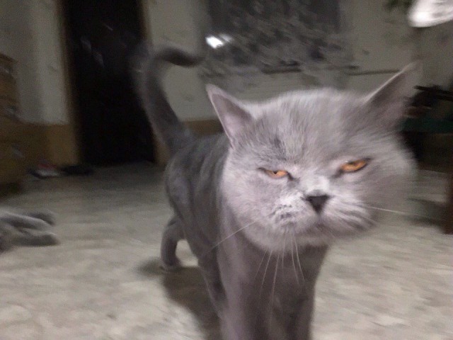 Коты и Кошки