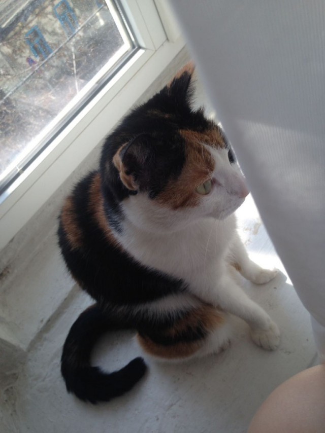 Коты и Кошки