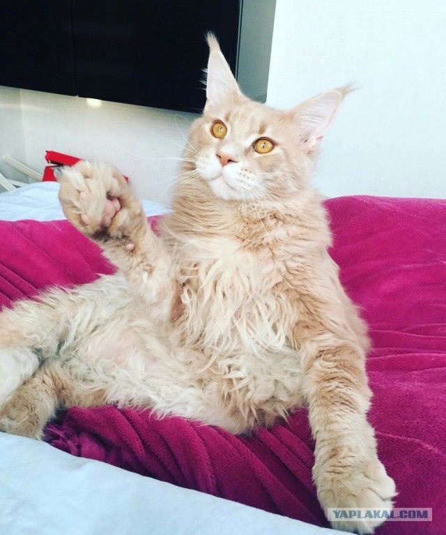Котовторник 11/04/2017