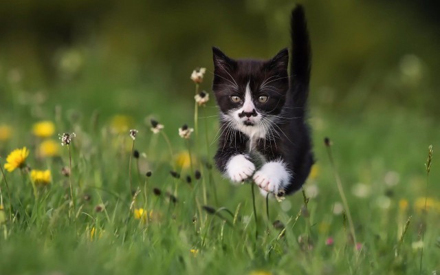 Коты и Кошки