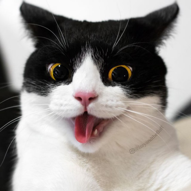 Коты и Кошки