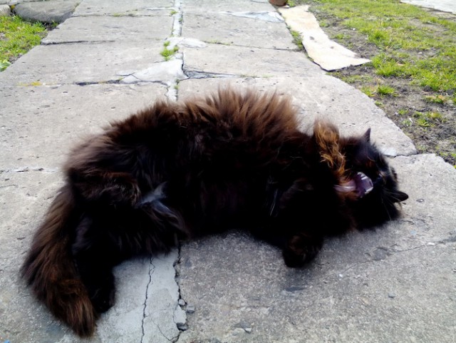 Котовторник 11.07.2017