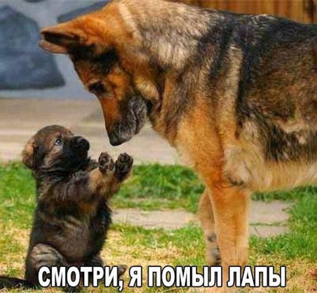 Подборка забавных животных