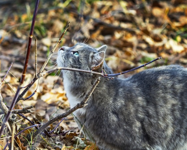 Котовторник 24.10.2017