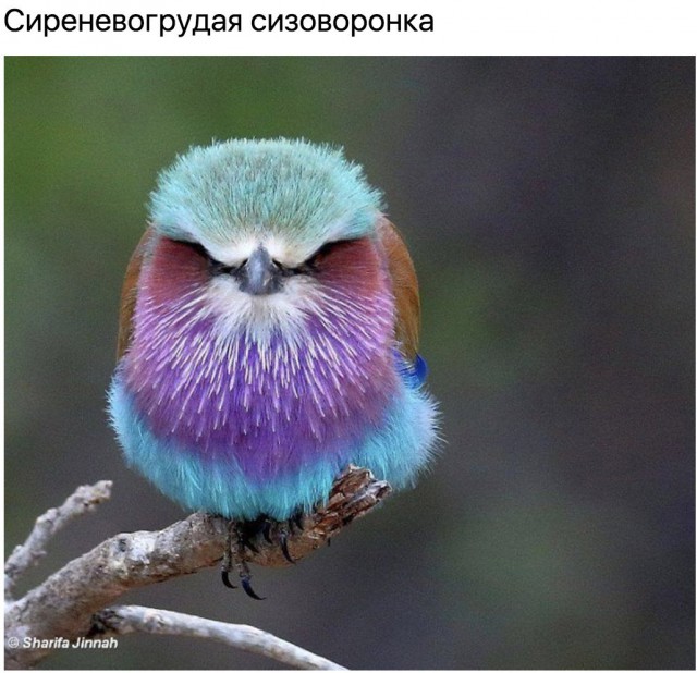 Живность из сети