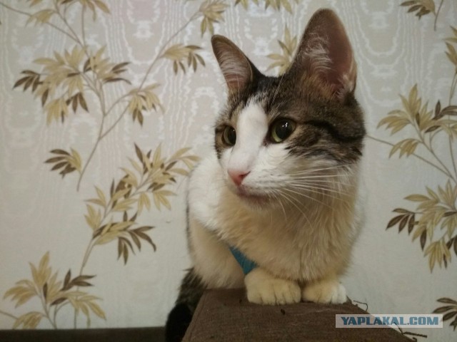 Котовторник 12.12.2017