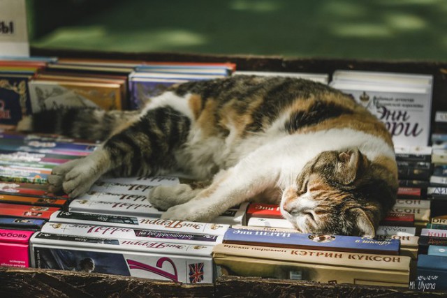 Коты и Кошки