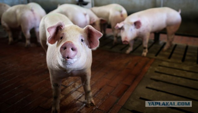 В Совфеде заявили о возможном выходе России из ВТО из-за свинины