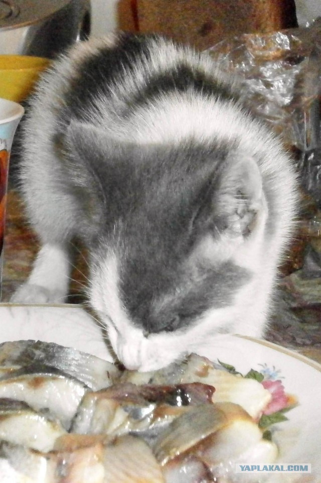 Котовторник 27.02.2018 наступил!