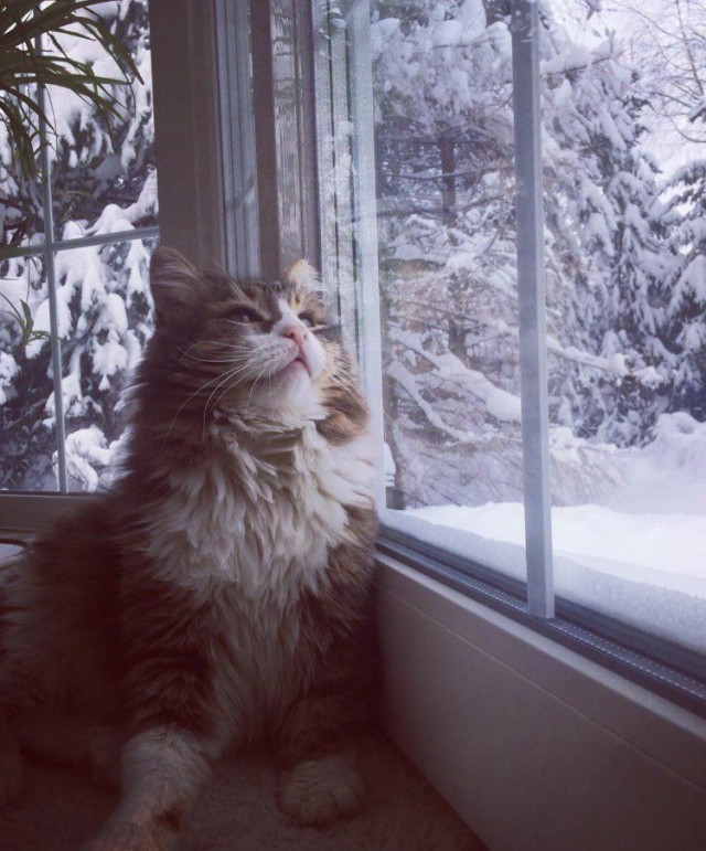 Прикольных котов пост