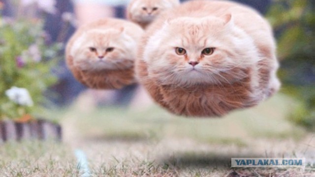Я все понял. О кошаках