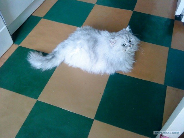 Котосреда (06.05.2009)