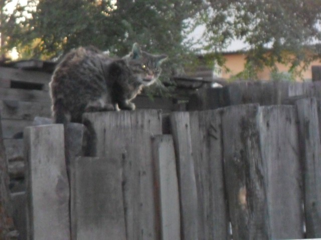 Прикольных котов пост