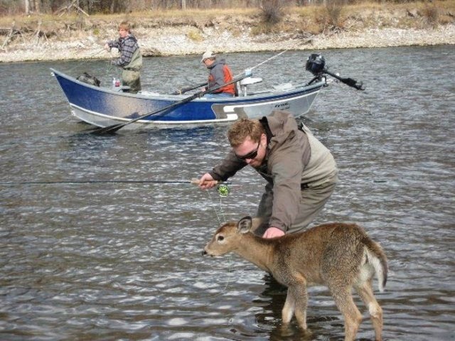 Бесстрашный олененок