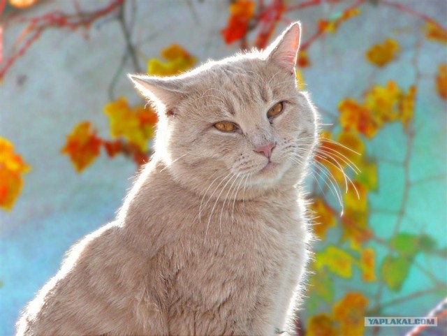 Котовторник на 22 июня