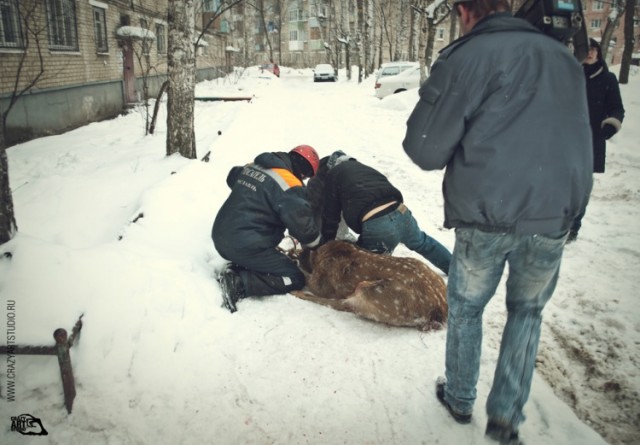 Приключения "Бемби" в Ярославле