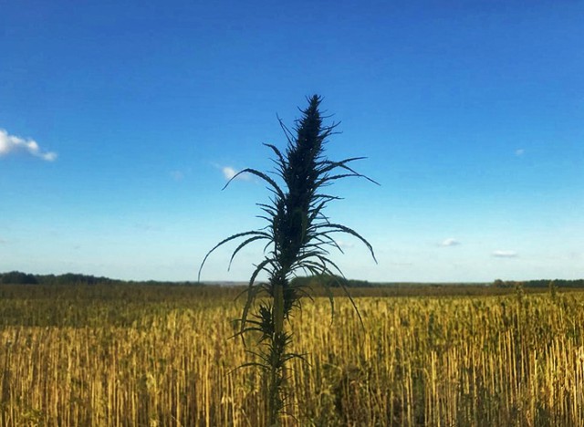Канаты не курят. Сказ о нижегородской конопле.