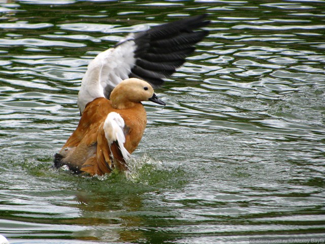 Детки в клетке