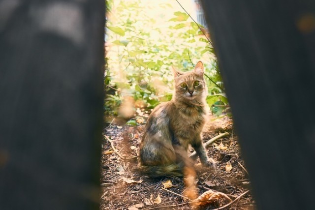 Прикольных котов пост