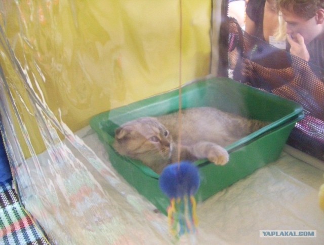 Сонный Котовторник