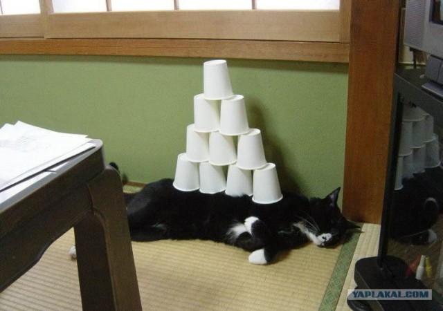 Котовторник (начало в супермаркете!)