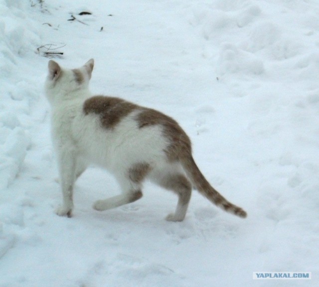 Котовторник!