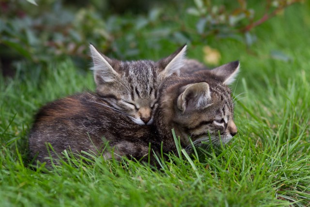 Котовторник (31.01.2012)