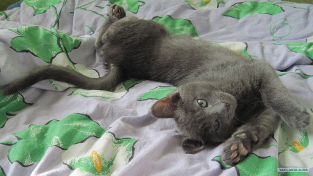 Котовторник (21.02.2012)