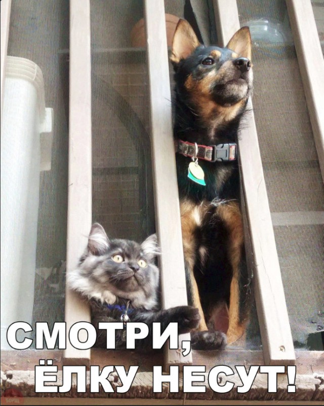 Нестандартный юмор