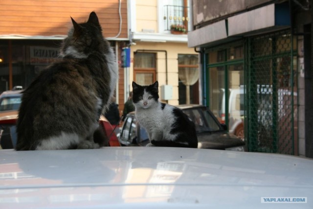 Котовторник 27.03.2012