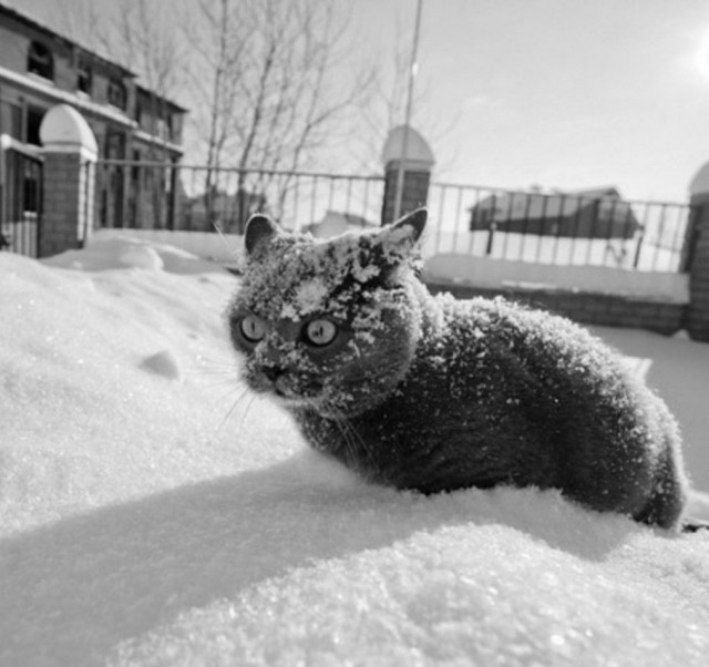 Прикольных котов пост