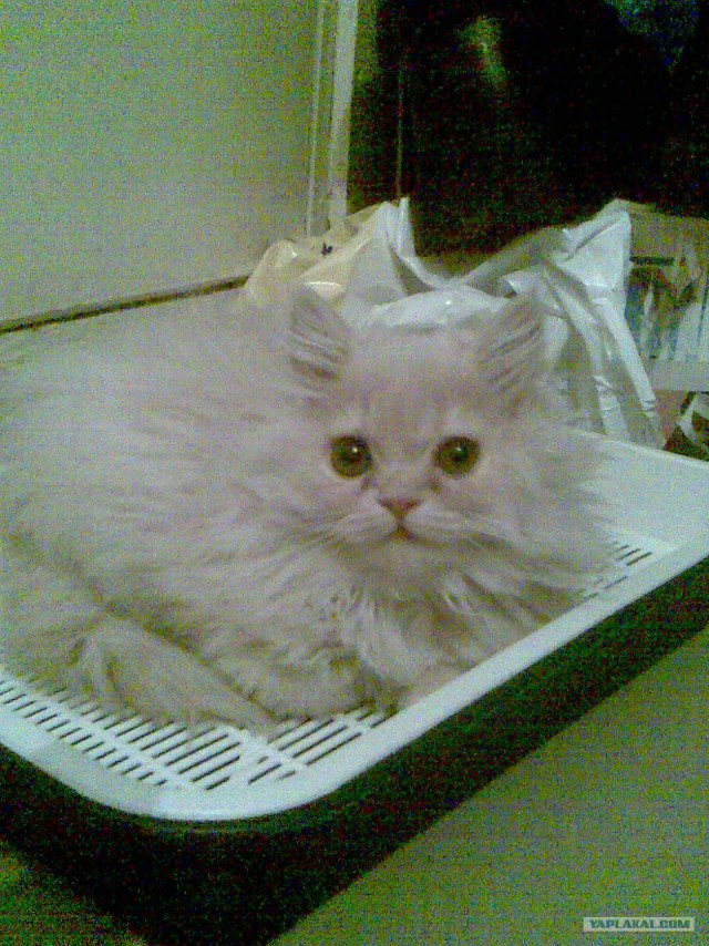 Котовторник 24.04.2012