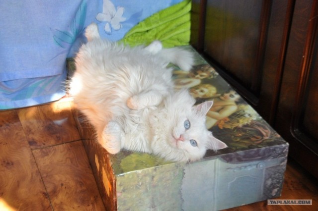 Котовторник  14.08.2012.