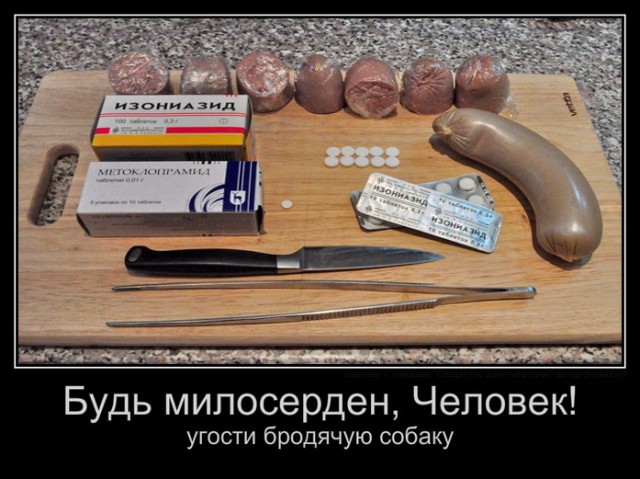 Водитель спас ребёнка от стаи бродячих собак