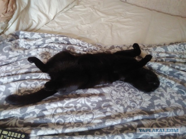Котовторник 18.06.2019