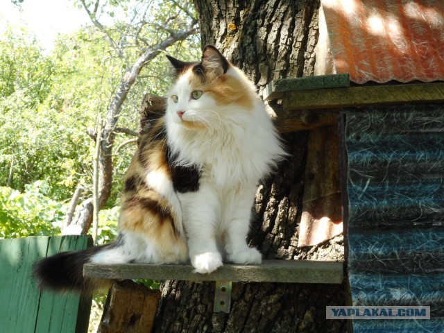 Котовторник. Начало.