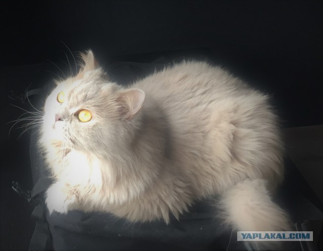 Давайте по котикам, которые с нами на самоизоляции