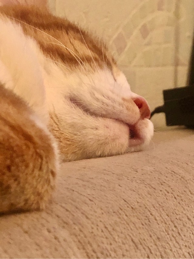 Коты, которые нас порадовали!