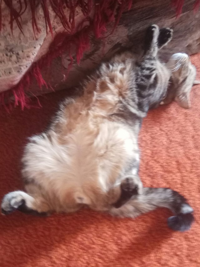 Можно начинать? Котовторник от 05.05.20