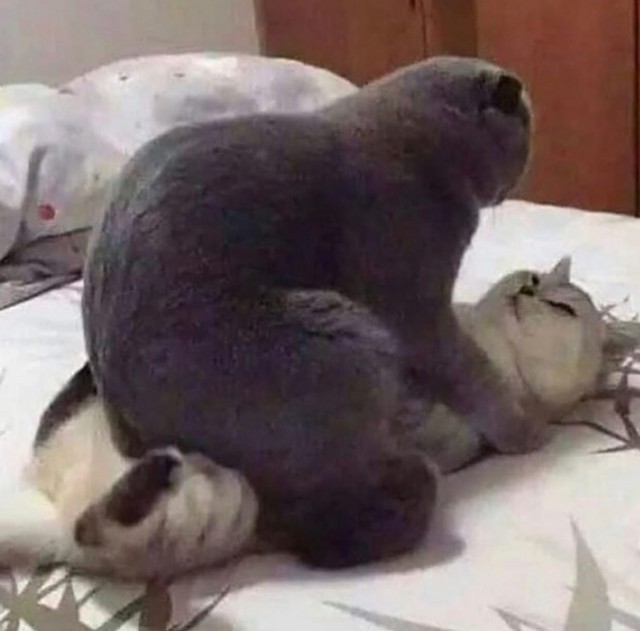Эти забавные животные