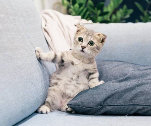 Котовторник?! Коты во вторник!