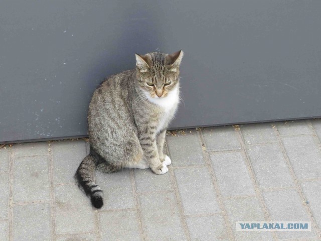 Котовторник.