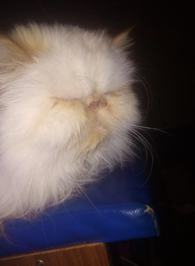Котовторник. Наша собственная банда