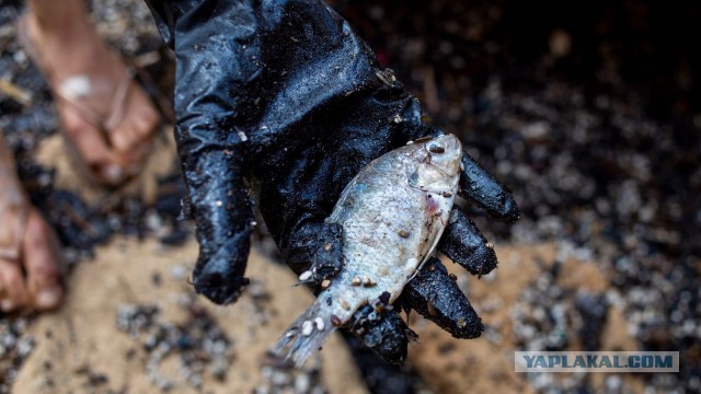 В Израиле крупнейшая экологическая катастрофа - разлив нефти на 100-мильных пляжах