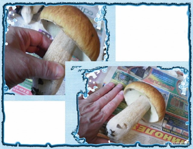 Маринованные белые грибы